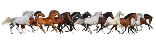 Horse herd isolated — Stock Photo, Image