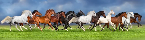 Horse herd run — Stock Photo, Image