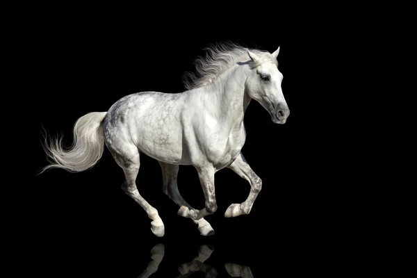 White horse isolated — Stock Photo, Image