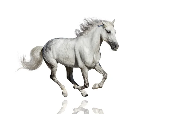 Caballo blanco aislado — Foto de Stock