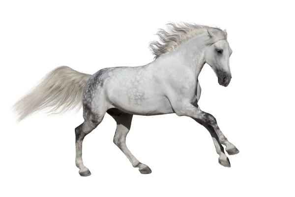 White horse geïsoleerd — Stockfoto