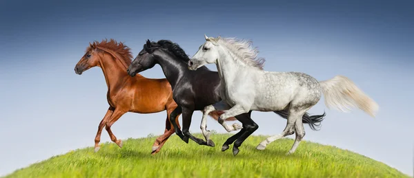 Paarden lopen in gras — Stockfoto