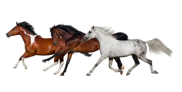 Horse herd isolated — Stock Photo, Image