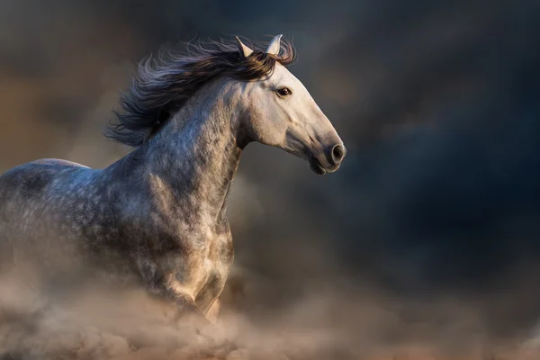 Horse run in dust — Stock Photo, Image