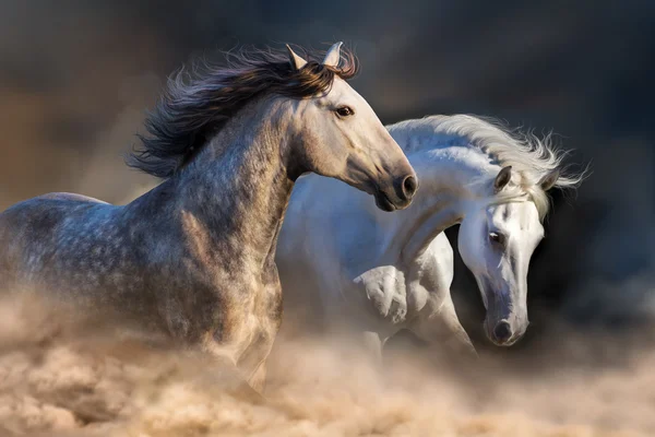 Caballos corren en polvo — Foto de Stock