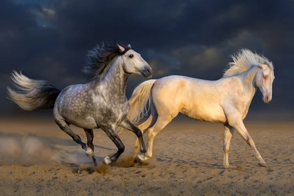 Twee paard spelen — Stockfoto