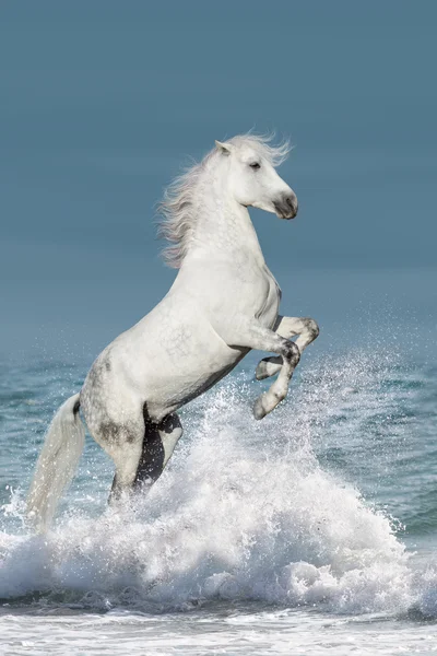 Horse uppfödning upp i vatten — Stockfoto