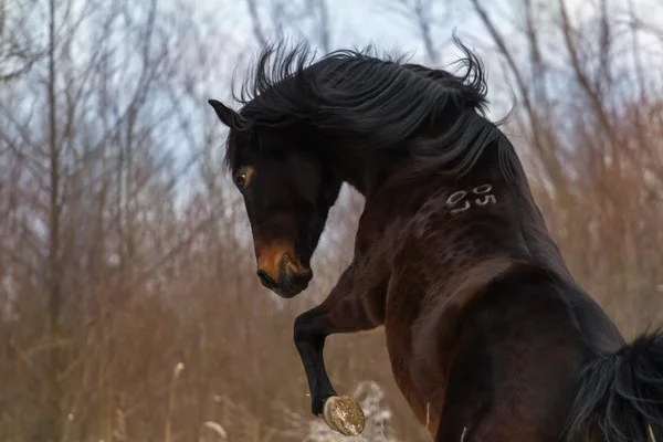 Bay mare portrait — Stock Photo, Image