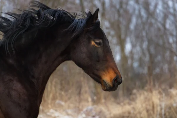 Bay mare portrait — Stock Photo, Image