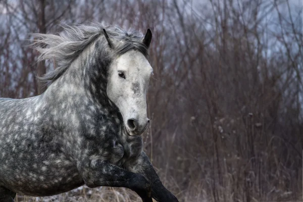 Bílý koňský portrét v pohybu — Stock fotografie