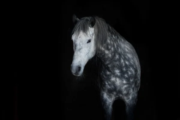 Άσπρο άλογο σε μαύρο — Φωτογραφία Αρχείου