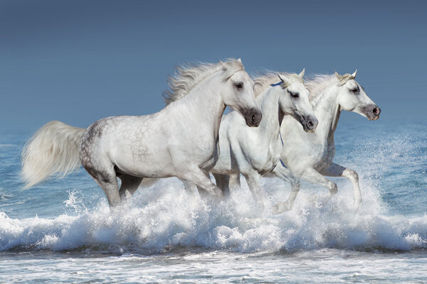 Horse herd in water