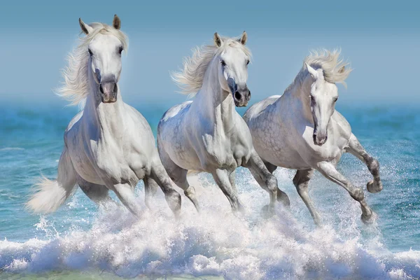 Manada de caballos en el agua —  Fotos de Stock