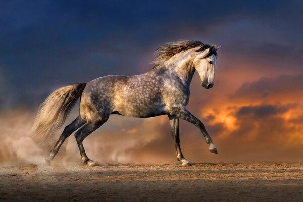 Белая лошадь
