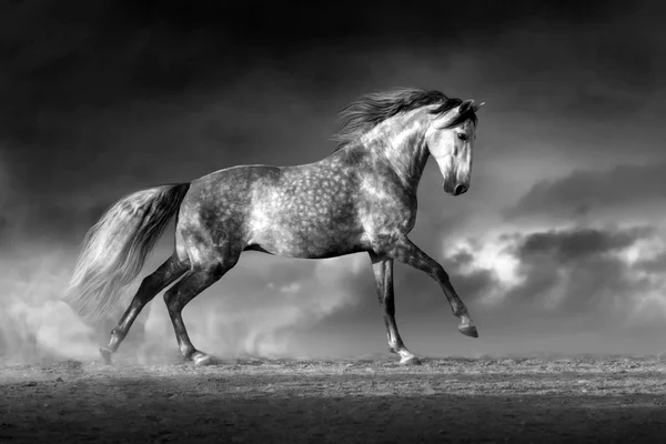 Corre caballo blanco — Foto de Stock