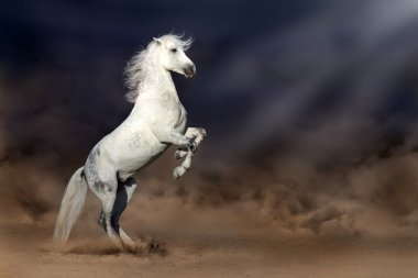 Horse in desert clipart