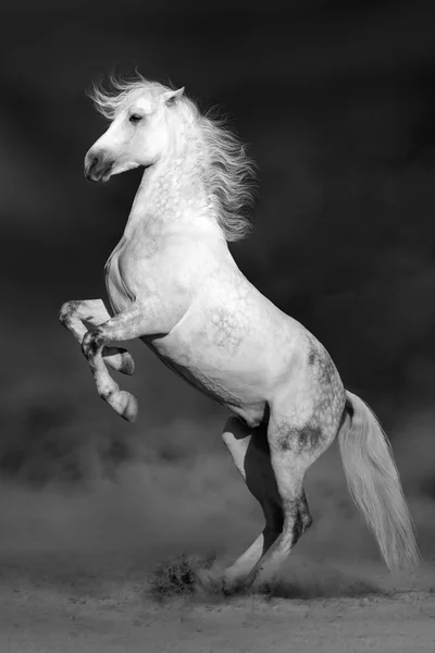 White horse on black — Stock Photo, Image