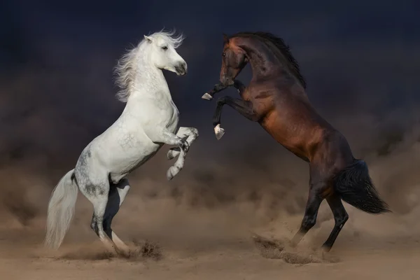 Paarden strijd in woestijn — Stockfoto