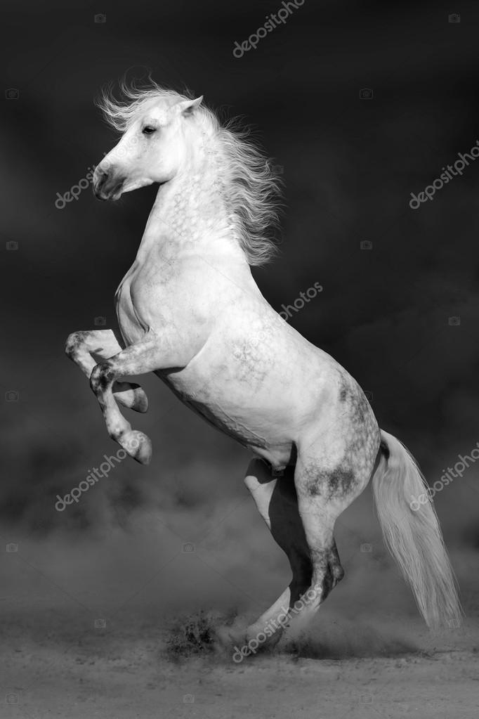Black And White Horse Rearing