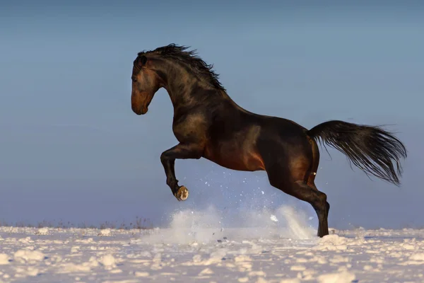 Corsa a cavallo nella neve — Foto Stock