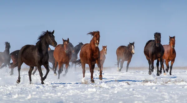 Manada de caballos — Foto de Stock