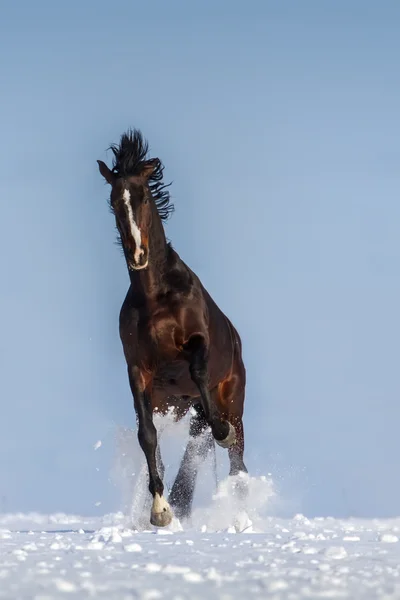 Caballo corriendo en la nieve —  Fotos de Stock