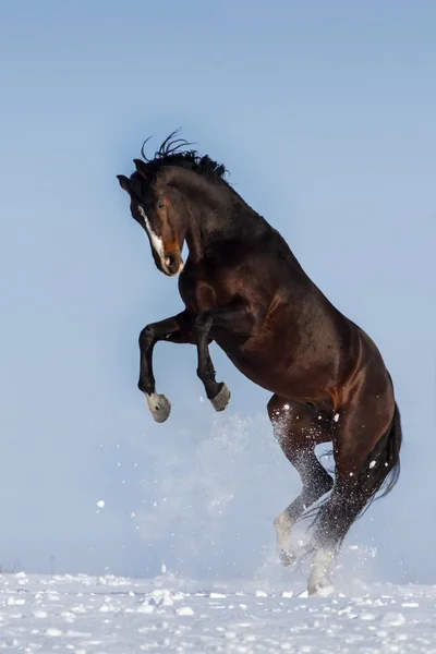 Caballo corriendo en la nieve —  Fotos de Stock