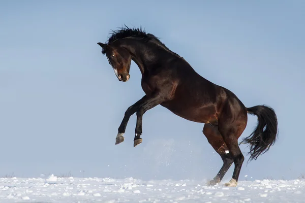 Paard uitgevoerd in sneeuw — Stockfoto