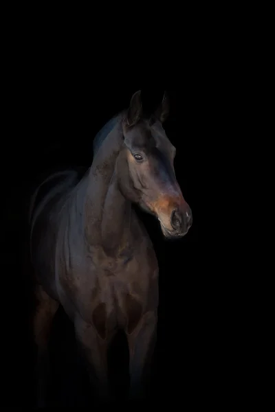 黒の馬 — ストック写真