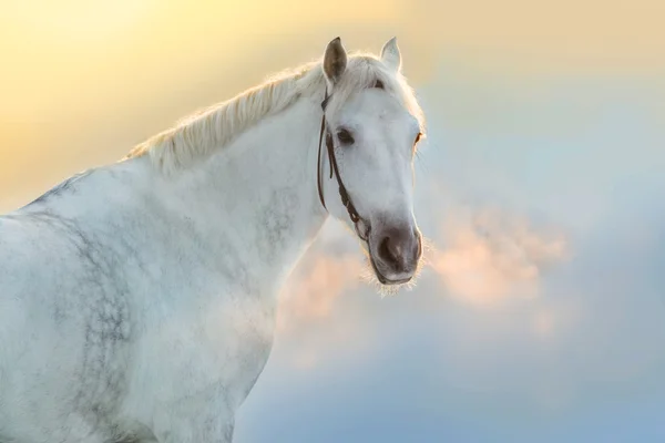 Cavalo no dia de inverno congelado — Fotografia de Stock