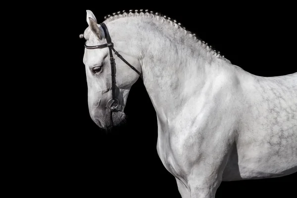 Horse  on black — Stock Photo, Image