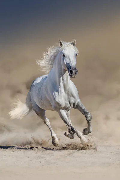 White horse run — Stock Photo, Image