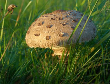 Parasol mushroom - Macrolepiota Procera clipart