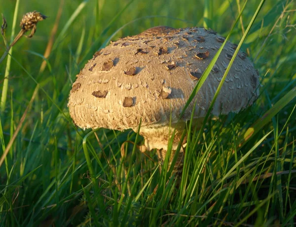 Şemsiye mantarı - Macrolepiota procera