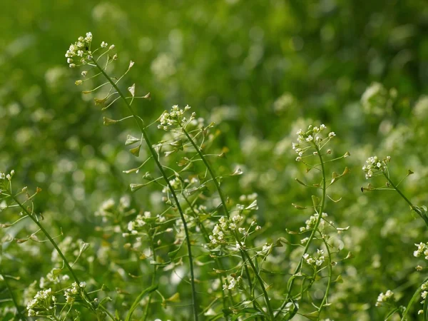 Shepherd's-γρι - Capsella pastoris Προύσα — Φωτογραφία Αρχείου