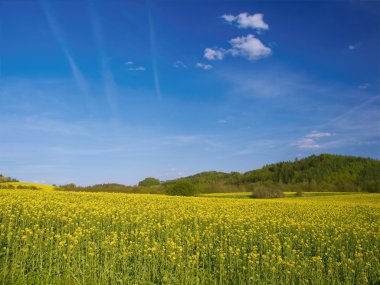 Mavi gökyüzü ile yağlı tohum tecavüz