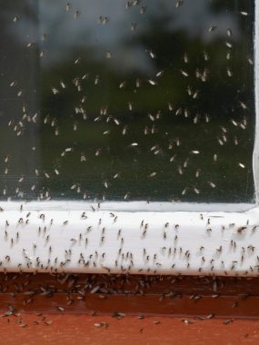 Ants ground-nesting       clipart