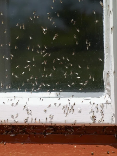Τα μυρμήγκια που φωλιάζουν έδαφος — Φωτογραφία Αρχείου