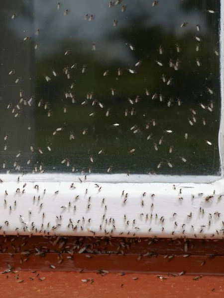 Mrówki ziemi zagnieżdżanie — Zdjęcie stockowe