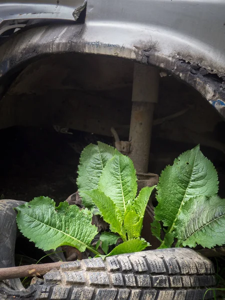 Roślina Rośnie Oponie Obok Wraku Samochodu — Zdjęcie stockowe