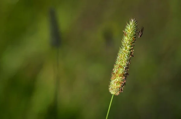 Meadow Timothy Ett Betydande Foder Och Samtidigt Ett Starkt Gräs — Stockfoto