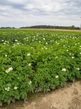 Bohemya-Moravya Dağları 'nda çiçek açan patates bitkileri.