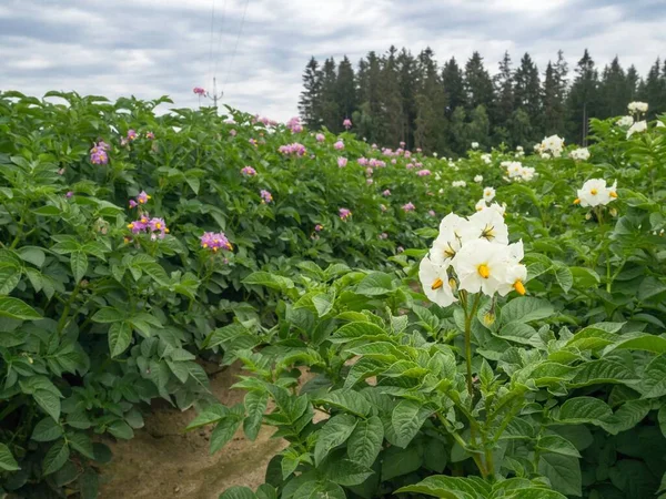 ボヘミアン モラビア高原におけるジャガイモの開花 — ストック写真