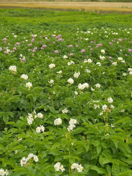 波希米亚 摩拉维亚高地的马铃薯开花植物 — 图库照片