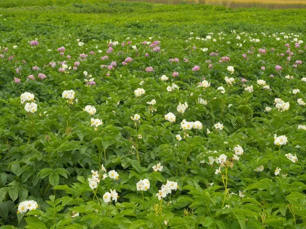 波希米亚 摩拉维亚高地的马铃薯开花植物 — 图库照片