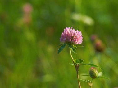 Çiçek açan Kırmızı yonca