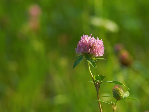 Blooming red clover — Stock Photo, Image