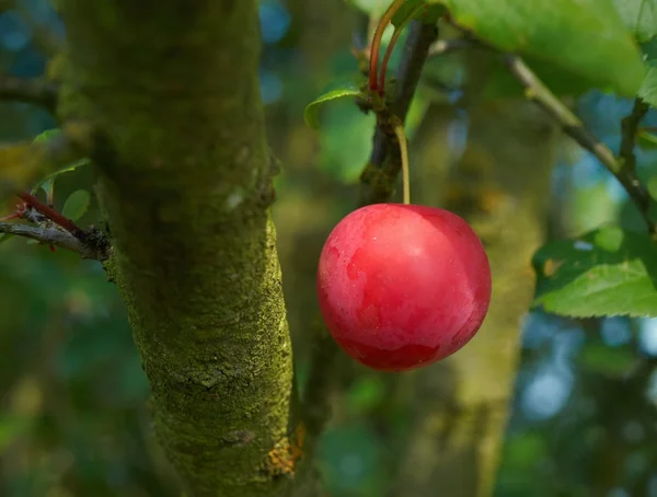 Myrobalanfrukter — Stockfoto