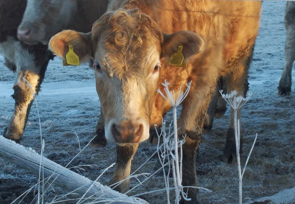 Heifer in winter at sunrise — Stock Photo, Image