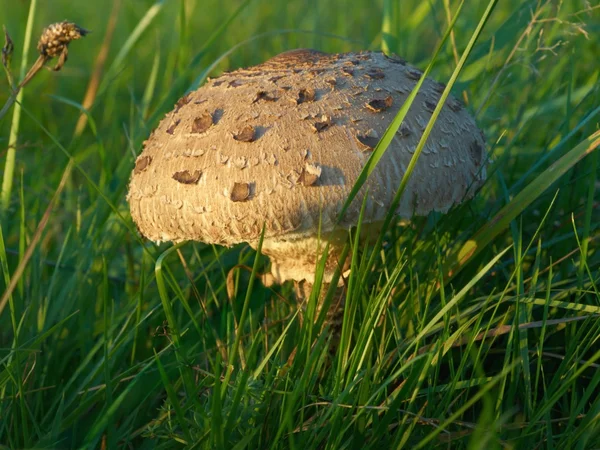 Parasol mushroom - Macrolepiota Procera — Stock Photo, Image